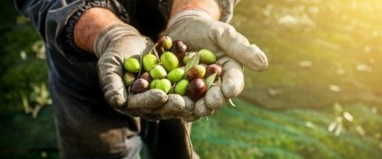 Bursa'da 5 Köy 1 Göl Zeytin Hasadı ve Kolay Doğa Yürüyüşü Turu