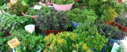 Alaçatı Ot Festivali Turu