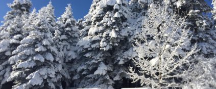 Günübirlik Abant ve Gölcük Gölü Turu