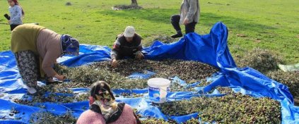 Bursa'da 5 Köy 1 Göl Zeytin Hasadı ve Kolay Doğa Yürüyüşü Turu