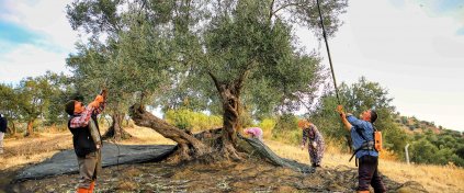 Bursa'da 5 Köy 1 Göl Zeytin Hasadı ve Kolay Doğa Yürüyüşü Turu